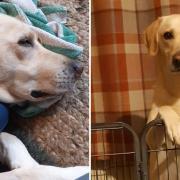 Golden Labrador Billy has defied death by surviving a 30ft cliff fall.