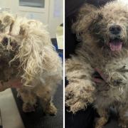 RSPCA workers found Bichon Frise dogs Molly and Bobby, as well as Chinese water dragon Charlie, in exceedingly poor conditions when attending Smith's Percy Court address on January 15 Credit: RSPCA