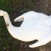 Police are investigating the ‘brutal’ killing of a swan while it was guarding its nest.