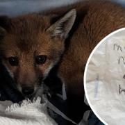 An orphaned fox cub found in a carrier at the side of a road was left with a heartbreaking note.