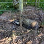 This badger sadly died after being caught in an illegal snare.