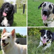 Dogs Trust Darlington have plenty of rescue dogs looking for a forever home this June Credit: DOGS TRUST