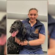 Megan Walsh, the new head of the emergency and out of hours care team at Wear Referrals, who is aiming to keep the leading animal hospital at the forefront of cutting-edge veterinary care.