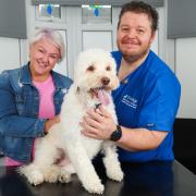 Cockapoo Lola had to undergo surgery after swallowing a corn on the cob. Pictured with aunt Julie Agar and vet nurse Shaun Cleary at Grange Vets, where Lola went under the knife.