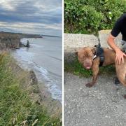 Royal National Lifeboat Institution (RNLI) volunteers sprang into action after receiving a report a Dogue de Bordeaux had fallen over cliffs near Ryhope Dean shortly before 7pm on Tuesday (July 4) Credit: RNLI