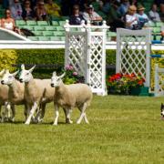 This is what you can expect to see at the Great Yorkshire Show in Harrogate from July 11-14