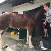Katie on holiday at the Great Yorkshire Show with her beloved Clydesdale