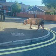 Some residents living in Easington may have woken up this morning and seen a pig walking around their street or garden after one managed to escape its owner