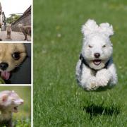 Andy Young's photo and other competitors entered into The Comedy Pet Photo Awards 2023