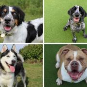 Dogs Trust Darlington have plenty of rescue dogs looking for a forever home this summer Credit: DOGS TRUST