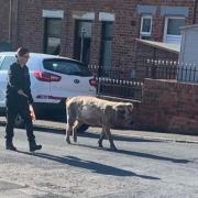 When Gemma Louise Moutter walked out of her house in Easington on Thursday (July 13) morning, she didn't expect to come face to face with a pig