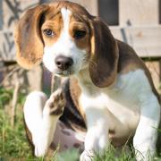 Here are some top tips to keep your dog free of fleas