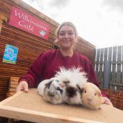 Cafe manager Milli with guinea pigs Eric, Mabel and Maeve.