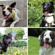 Dog lovers looking for a new best friend will be happy to learn there are dozens of dogs up for adoption in Darlington Credit: DOGS TRUST
