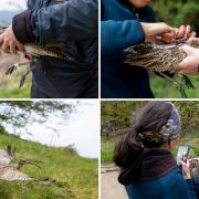 Ecologists have been working with farmers on a project to protect the habitats of curlews in the Yorkshire Dales