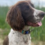 Denver gave his owner Samantha a scare when he was rushed to hospital following a trip to the beach