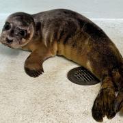 Cranberry the seal pup.
