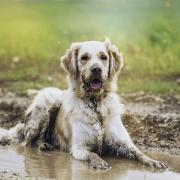 Blue green algae, or cyanobacteria, are a group of bacteria that can contain dangerous toxins which can be harmful and potentially fatal to pets