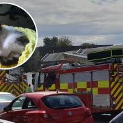 Firefighters from Newcastle's Central Community Fire Station were on hand to cut the animal free after it had become wedged at Westgate Ark Cat Homing Centre