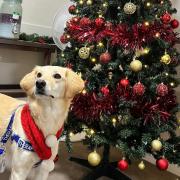 Josie on a therapy visit at Christmas time.