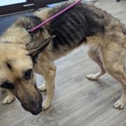 The couple's dogs were both found to be emaciated by RSPCA inspectors.