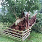 Fallen veteran oak