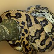 Stock image of a carpet python.
