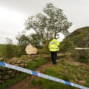 The tree at Sycamore Gap which has been 'deliberately felled'