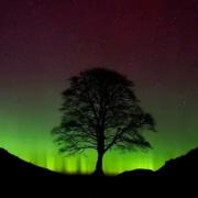 Here's why the Sycamore Gap tree is also referred to as the Robin Hood tree