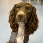 Cocker spaniel, Archie, became seriously ill after breathing in grass seeds while on a walk