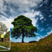 Teenager who was arrested in connection with the felling of fampus Sycamore Gap tree has been released on bail