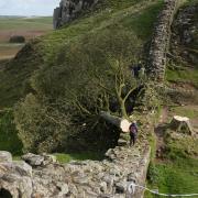 There was national outcry in September 2023 when the 200-year-old Sycamore Gap tree on Hadrian’s Wall was cut down in mysterious circumstances.