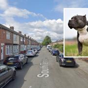 A dog seized after an assault that left two men with serious injuries was an ‘XL Bully’, police have said. South Terrace, in South Bank, where the assault took place.