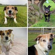 Golden oldies at Darlington's Dog Trust are appealing for caring individuals to provide them a forever home this October Credit: DOGS TRUST