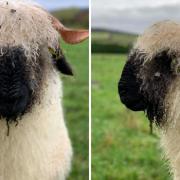 Alpine Molly, the Valaise ewe stolen from the Hexham area