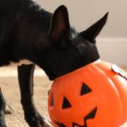 Experts have highlighted four common Halloween foods that can be toxic to dogs, including chocolate