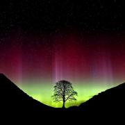 Undated file photo of the tree at Sycamore Gap, at Hadrian's Wall near Crag Lough, Northumberland, taken showing the Northern Lights