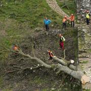 Two more men arrested in connection with Sycamore Gap felling
