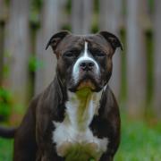 File photo: A Staffordshire bull terrier