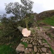 The felled Sycamore Gap tree