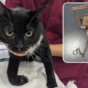 The young male cat had climbed onto a fence at an allotment in Houghton-le- Spring