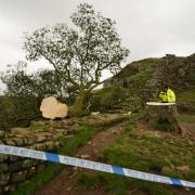 The Sycamore Gap tree. which was felled overnight between September 27 and 28 in what police believe was a deliberate act of vandalism