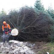The Sitka spruce was selected from among the 150 million trees in Kielder Forest, Northumberland, and will stand in one of the most prominent positions in Westminster Credit: PA