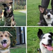 Dogs up for adoption at Darlington Dog's Trust