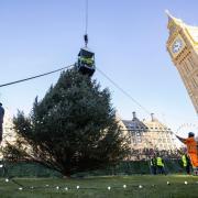 The Sitka spruce was selected from among the 150 million trees in Kielder Forest, Northumberland, and will stand at the foot of Big Ben Credit: UK Parliament/Roger Harris