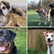 These dogs at Darlington Dogs Trust are all looking for new forever homes this Christmas.