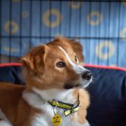 Dogs Trust Darlington has offered advice to help pets cope with the loud noises on Sunday (December 31) Credit: DOGS TRUST