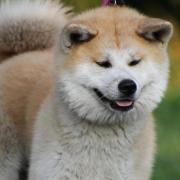 An Akita named Harry, deemed dangerous, has been put under stringent regulations, enforced by the North Yorkshire Magistrates' Court