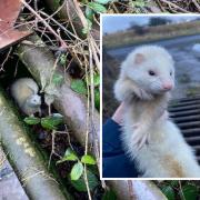 Mimi the ferret found in Bishop Auckland.