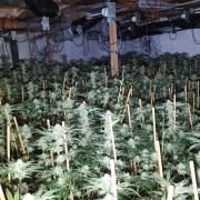 Police seize 800 cannabis plants in raid on Ferryhill  property